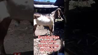 kambing jerabang super siap kurban #shortvideo #goat #shortvideo  #videoshort #hewankambing