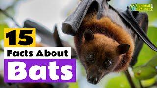 15 Facts About Bats  - Learn All About Bats - Animals for Kids - Educational Video