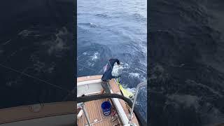  MAHI MAJESTY  Chachi Charters South Padre Island TX #shorts