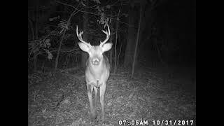 8 point buck whitetail deer freshens scrape deer season tips rut hunting strategies ozarks