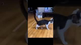 cat memes funny moments #memes #cat #meme #funny #shorts