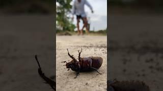 Help the beetle  sharing ch0colate with beetle #short