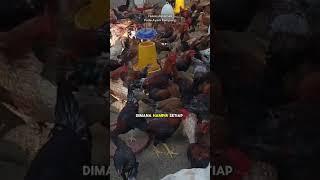 Budidaya Ayam Kampung bisa kaya #shorts #viral #shortsviral #ayam #ayamkampung