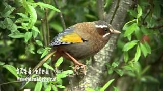 2014 Endemic Birds of Taiwan新台灣特有25種野鳥