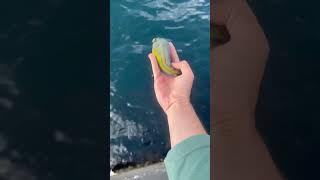 Рулёна- зеленушка- лапина Это все про одну рыбу  Рыбалка на черном море#fishing #sea