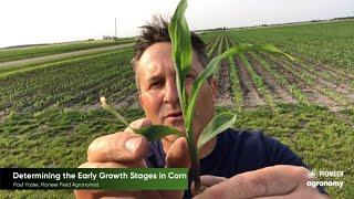 Corn Growth Stages How to Stage Your Corn