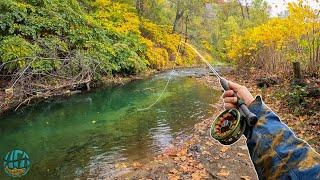 Fishing for Big Brown Trout Should you fish during Spawn?