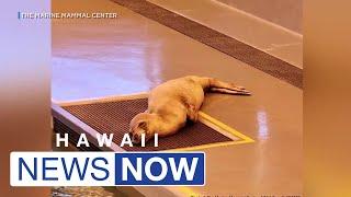 Emaciated 2-year-old Hawaiian monk seal making progress in marine hospital