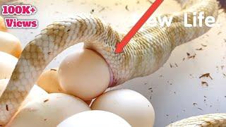 Cron Snake Laying an egg  Monocled Snake Laying eggs live on camera