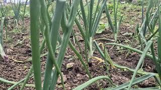 Why do onion leaves twist?