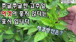 고추잎이 쭈글거리는 이유?  이것이 좋지 않다는 표시입니다.