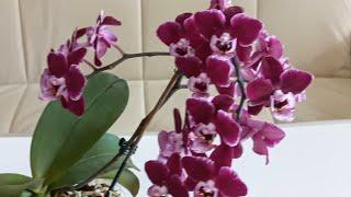 ОРХИДЕИ ДОМАШНЕЕ ЦВЕТЕНИЕ.Орхидеи рекордсменки Цветоносы как деревца#Orchids
