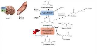 Ketone Body Metabolism  Ketolysis  Transport Absorption and Catabolism