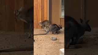 What’s a Wallaby? Wallaby facts #shorts #wallabies #wallaby #aussie #animalfacts #trending #wow