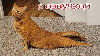 Приколы с котами С ОЗВУЧКОЙ Самые смешные животные Смешные коты и собаками 2024 ТЕСТ НА ПСИХИКУ