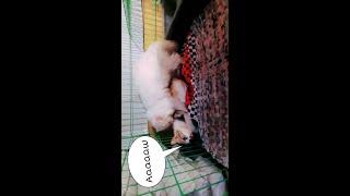 Shorts Viral Desahan Kucing Kawin #shorts #shortsvideo