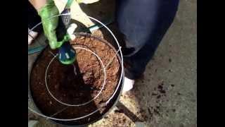 How to Grow Patio Tomatoes