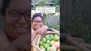 I tried to carry 20 pounds of pears lol  #sowinthecity #locallygrown #garden