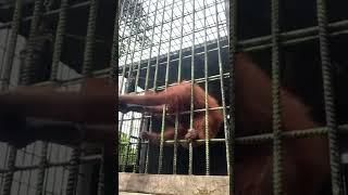Orangutan grabs zoo visitor who jumped guardrail  USA TODAY #Shorts