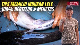 Rahasia Sukses Pemijahan Ikan Lele. Mudah Tak Perlu Kolam Besar Hasil Bisa Maksimal