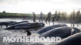 The Grind Whaling in the Faroe Islands Full Length