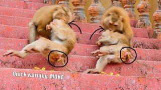 Mll-ion Sad-ness... P00r monkey MOKA is w-a-r-ned by MaMa SASHA grabs to b-i-te on the stairs