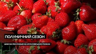 Сезон полуниці звідки і за скільки продають ягоду на Мукачівських ринках