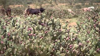 Invasive Africa Opuntia