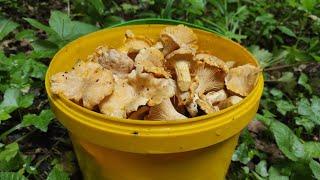 Грибы лисички НЕ ЗАКАНЧИВАЮТСЯ сбор грибов 2023 грибы Крыма 2023