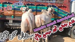 Today mandra mandi 2024 latest update ll Rawat ll Domail mandi ll Jamil tv ll