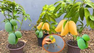 Skill grow Mango Fruit Using toothpast and banna fruit Make a lot of Mango Fruit