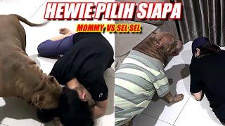 TAKTERDUGA  Pura2 Pingsan Di Depan Hewie Siapa Yang Ditolong Duluan  Dogs Videos #hewiepitbull