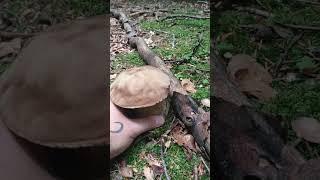 Porcini di Luglio #porcini #mushroom #boletus #funghiporcini