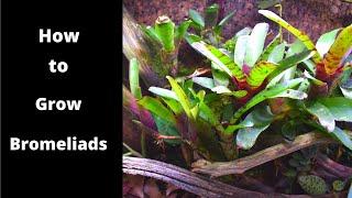 Bromeliad Video