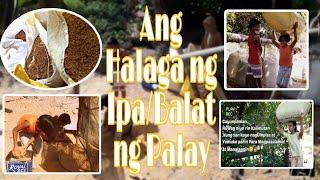 IPABALAT NG PALAY  Rice Hull  Gaano kaHalaga ???  Buhay Probinsya