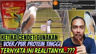 TERNYATA BEGINI FAKTANYA ⁉️ JIKA CENDET MENGGUNAKAN VOERPUR PROTEIN TINGGI BENARKAH JADI GACOR ??