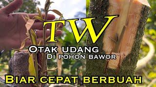 TOP WORKING DURIAN OTAK UDANG DI POHON BAWOR