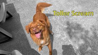 Toller Scream - Nova Scotia Duck Tolling Retriever Screaming - The Scream is Real