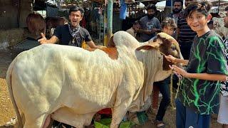 Finally Qurbani ki Cow Khareed LiBakra Eid Vlog