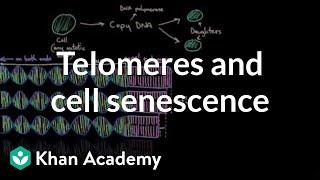 Telomeres and cell senescence  Cells  MCAT  Khan Academy