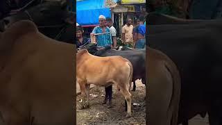 cow market #cow#gramexplorer#cowmarket#fyp#bangladesh