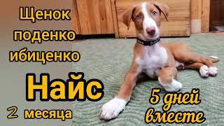 Щенок поденко в доме . Первые успехиPodenko Ibitsenkos puppy is in the house.First successes