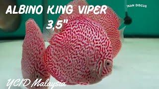 Albino King Viper Discus Fish 35 YCID Malaysia