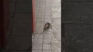 Subway Rat Becomes an Internet Star What Happened?