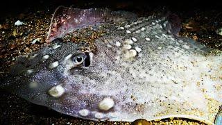 SEA FISHING UK - HOW TO CATCH THORNBACK RAYS FROM THE SHORE - FISHING AT EASTBOURNE LANGNEY POINT