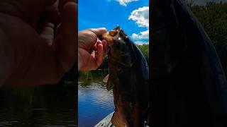 Kayak Smallie on the Upper Mississippi #bassfishinglife #fishing  #kayakfishing