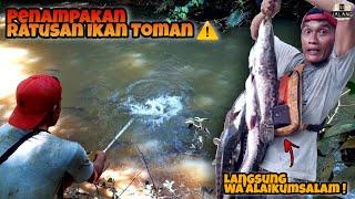 Bayangkan Jika Ratusan Ikan Toman Ini Menyerang Mata Pancing Anda 