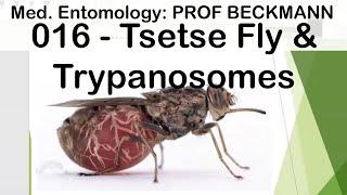 Medical Entomology 016 Tsetse Fly & Trypanosomes