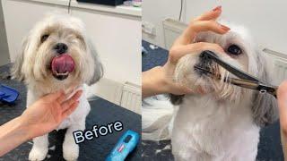 Havanese dog face trim vertical video