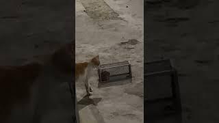 Cat vs mouse